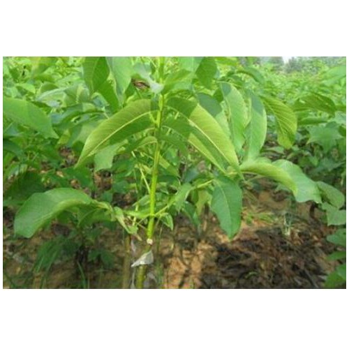 3年核桃苗多少錢一株？薄皮核桃苗多少錢一株？