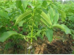 3年核桃苗多少錢一株？薄皮核桃苗多少錢一株？圖3