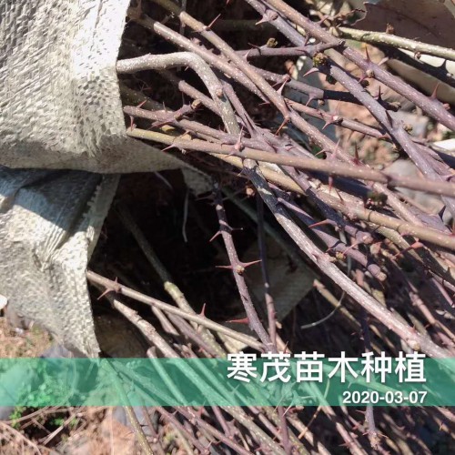 云南干花椒價(jià)格*一般多少錢(qián)一斤？種植50畝需要投資多少錢(qián)？