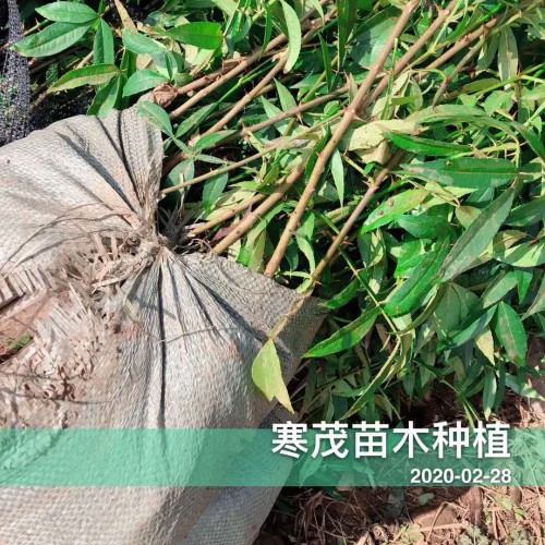 今年年花椒苗*價格最新行情，花椒苗價格會上漲嗎？