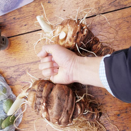 重樓種子*什么時(shí)候播種好？滇重樓種植技術(shù)幾大關(guān)鍵要點(diǎn)收藏好！