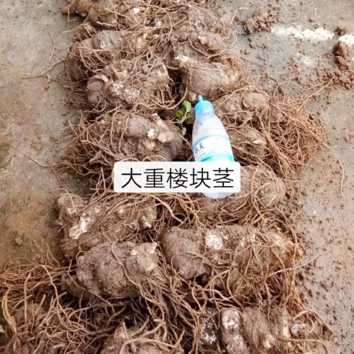 重樓（獨(dú)角蓮）怎么種植？現(xiàn)在種重樓前景怎么樣？