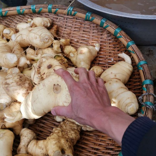 種植一畝黃精投資成本在多少？種植前景如何？
