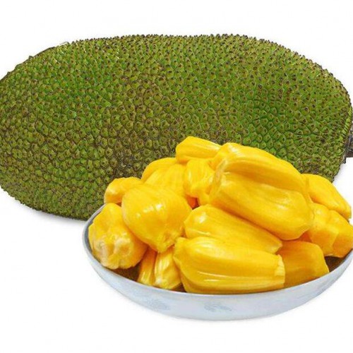 菠蘿蜜實(shí)生苗_嫁接苗菠蘿蜜的區(qū)別