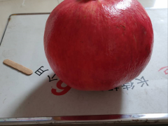 2020年4月石榴價格是多少錢一斤？中國石榴產地在哪里？圖2