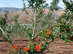 石榴(軟籽)種植經濟較高的五大品種介紹！ 紅石榴、黃石榴圖2