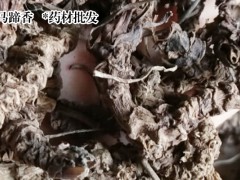 哪里有賣馬蹄香苗 馬蹄香苗一棵多少錢