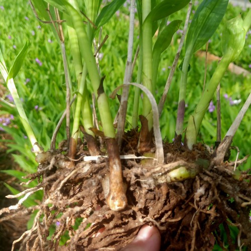 陜西紫花白芨苗|小白芨植株高15-50厘米價(jià)格