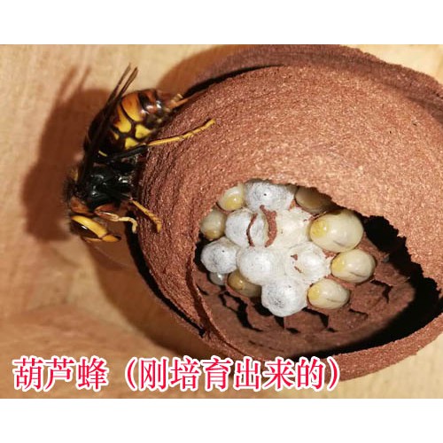 科學養殖胡蜂技術路線
