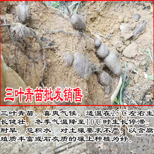 2020年三葉青多少錢一斤？三葉青種植前景