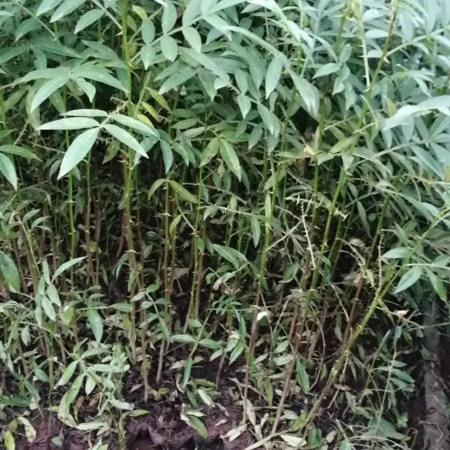 哪里有賣九葉青花椒苗 九葉青花椒苗一株多少錢(qián) 附各地九葉青花椒苗新價(jià)格表