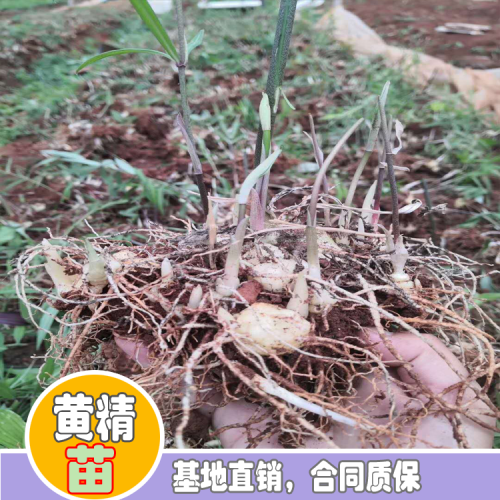 黃精怎樣栽種？黃精種植種植技術 黃精種植照片