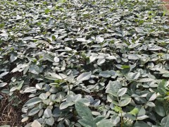 現(xiàn)在廣西2020年山豆根苗多少錢一棵？山豆根苗種植前景圖2