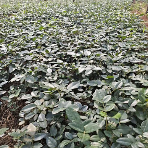 高品質山豆根（苗）苗價錢；廣西省山豆根（苗）苗