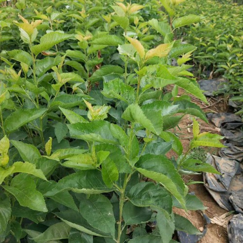 櫻桃價(jià)格大概多少錢一斤？種植技術(shù)方法有哪些？