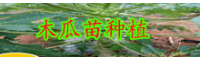 木瓜一般什么時候栽種？栽培技術(shù)技術(shù)性關(guān)鍵點(diǎn)有什么？