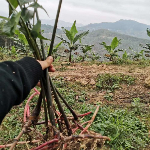春砂仁價(jià)格多少錢(qián)一斤？種植前景如何？是哪里的特產(chǎn)？