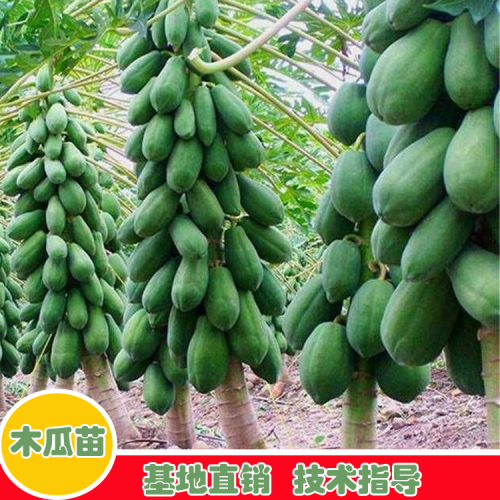 木瓜合適哪些地方栽種？一般兩年結(jié)果？