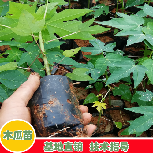 木瓜樹能活多少年？栽下后兩年能結(jié)果實(shí)？