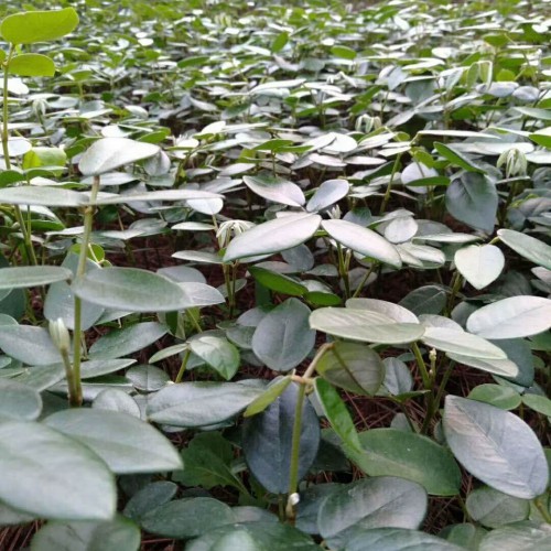 山豆根怎么種植？栽種市場前景如何？