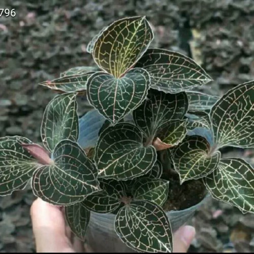 天然的金線蓮價(jià)格行情多少錢一斤?栽種市場(chǎng)前景怎樣?