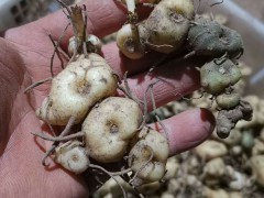 天然的黃精大約多少錢一斤？今年種一畝大概必須項(xiàng)目投資要多少錢？圖3