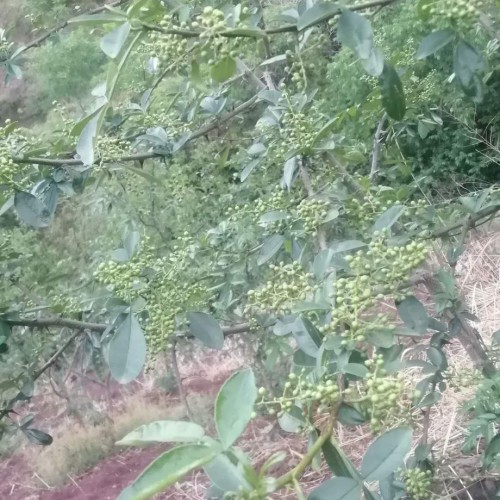 花椒樹怎么種？兩年能結花椒？一畝地盈利是多少？