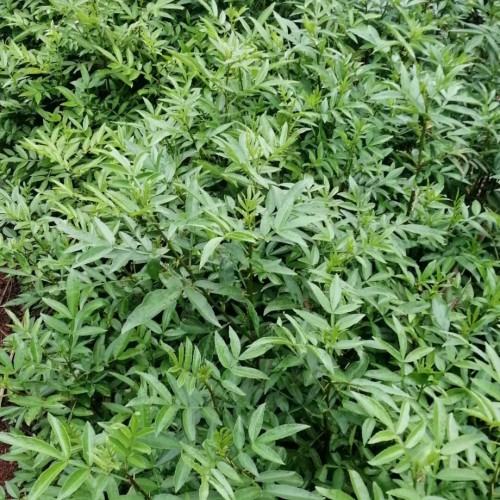 目前市面上的花椒籽價(jià)錢大概多少錢一斤？能干什么？能否栽種？怎么種？