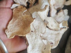 黃精種子多少錢(qián)一斤？何時(shí)栽種出芽？栽培技術(shù)有什么？圖3