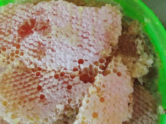 今年 過年前土蜂蜜多少錢一斤？養(yǎng)蜜蜂的技術(shù)性有什么？附成本分析報(bào)告圖2