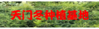 詳細(xì)說明天冬價格行情及增產(chǎn)栽培技術(shù)！