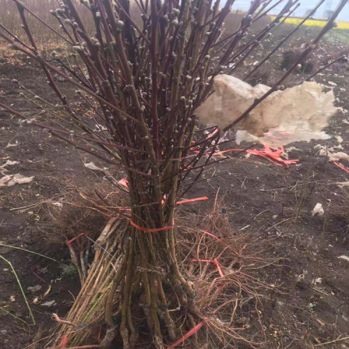 昆明有300畝冬桃品種有哪些？