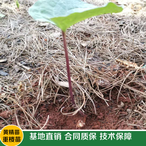 云南木蝴蝶苗木_云南木蝴蝶批發供應