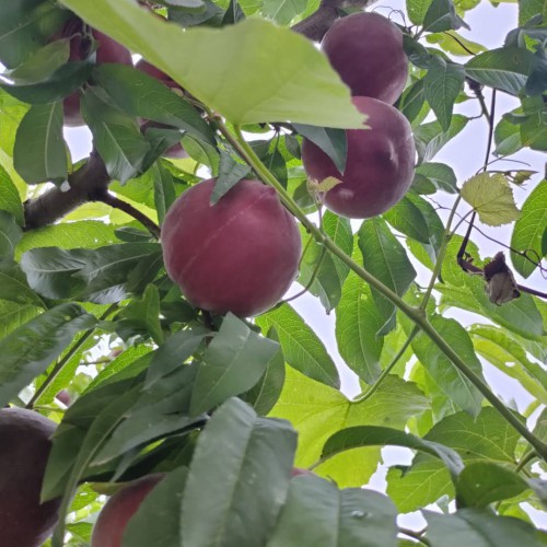冬桃苗多少錢?云南開(kāi)遠(yuǎn)繁榮苗圃一批優(yōu)質(zhì)冬桃現(xiàn)苗供應(yīng)