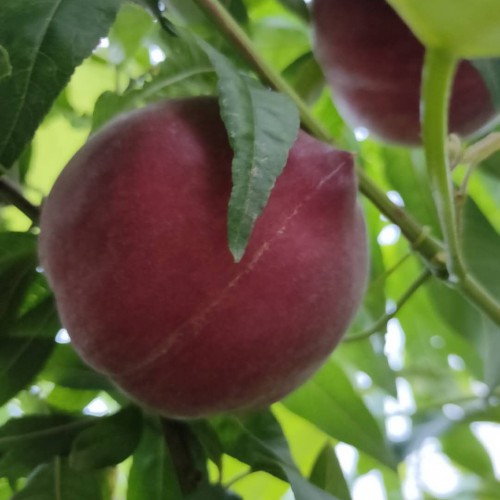 云南冬桃苗供應 文山建水紅河 苗圃自產(chǎn)自銷