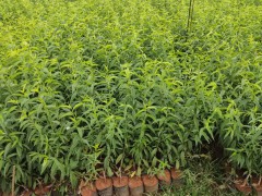 云南冬桃苗供應/文山-大理-麗江冬桃苗圖2
