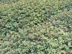 九葉青花椒30公分  楚雄花椒樹(shù)苗多少錢(qián)一棵？圖2