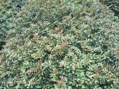 巧家花椒苗多少錢(qián)一棵?適合巧家哪些地區(qū)種植?一畝栽多少棵好？圖2