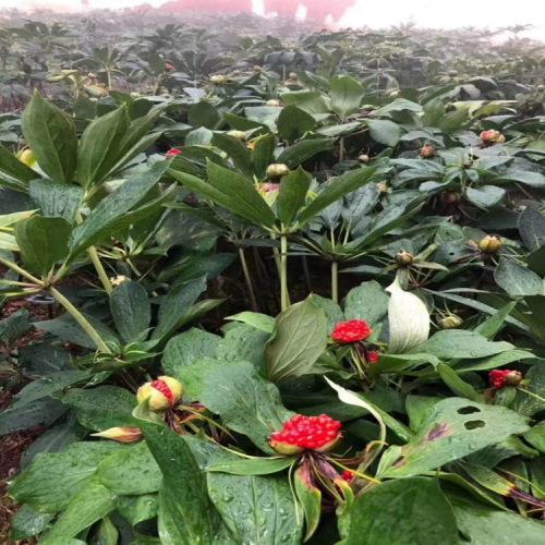 中草藥材重樓價錢是多少錢一斤？怎樣栽種？
