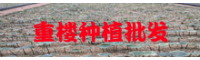 重樓種子何時栽種好是？栽培技術(shù)4大重要關(guān)鍵點(diǎn)個人收藏好！