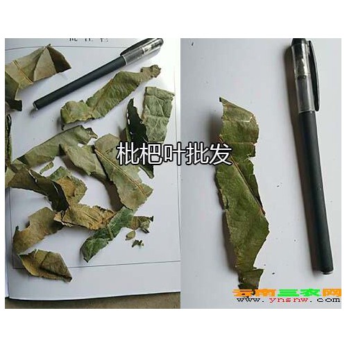哪里南板藍根多？南板藍根的主要產地-紅河蒙自