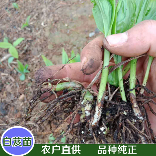 石斛種苗批發報價_紅河（彌勒、金平、保山）石斛種苗供應商