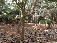 云南山玉蘭樹苗大概多少錢一棵？2cm山玉蘭樹苗9元/棵圖3