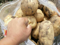 洋芋/土豆肥料廠家批發-洋芋復混肥料-圖2