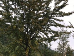 秋季銀杏樹價格，苗圃現挖、樹形優美、質量保證圖2