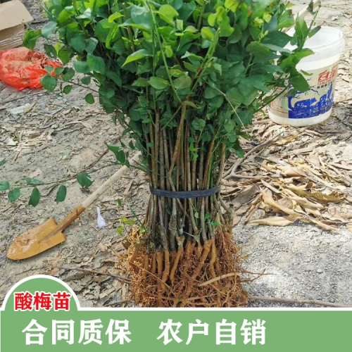 青梅適宜的栽培環(huán)境|廣西酸梅苗場(chǎng)|正規(guī)酸梅苗銷售