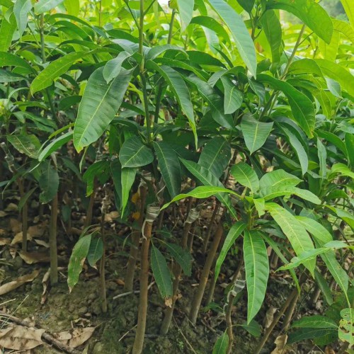 芒果樹苗批發價錢要多少錢一株？果子何時完善？怎樣盆栽植物栽種？