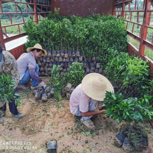 沃柑怎么種？栽種盈利高嗎？