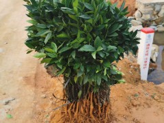 廣西省沃柑苗價(jià)格多少？幾月份栽種？附種植技術(shù)性關(guān)鍵點(diǎn)圖2