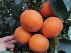 原產地沃柑苗批發 沃柑苗批發價格  重慶沃柑苗批發圖3